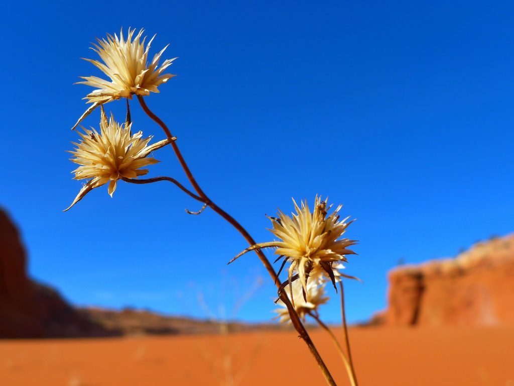 flowers in the desert