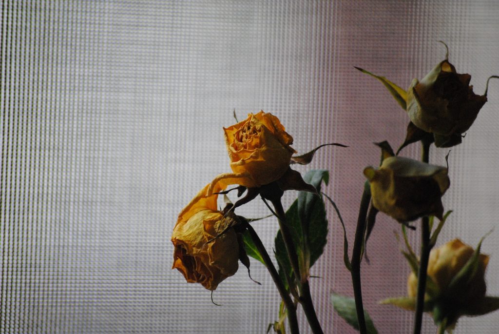 sad yellow roses