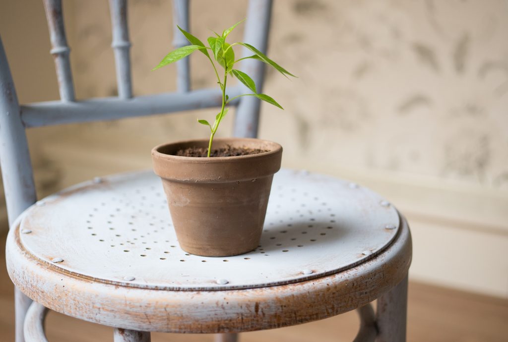 One of Team Expansion's 7 great passions is GROWTH.