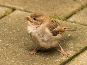 She mumbled gently to herself, as if comforting a broken bird.