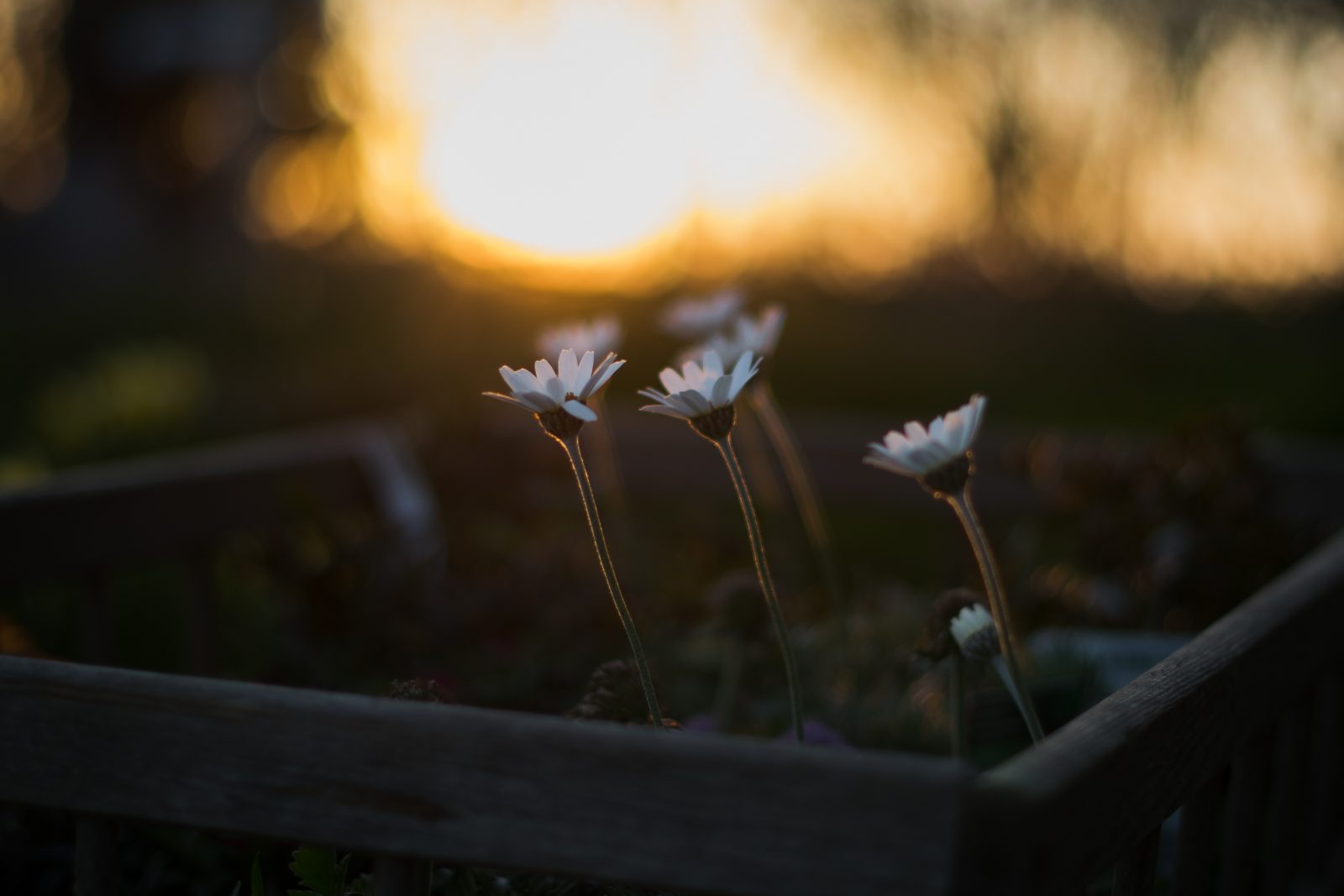 May They Be Fertile Soil – Daily Prayer Force