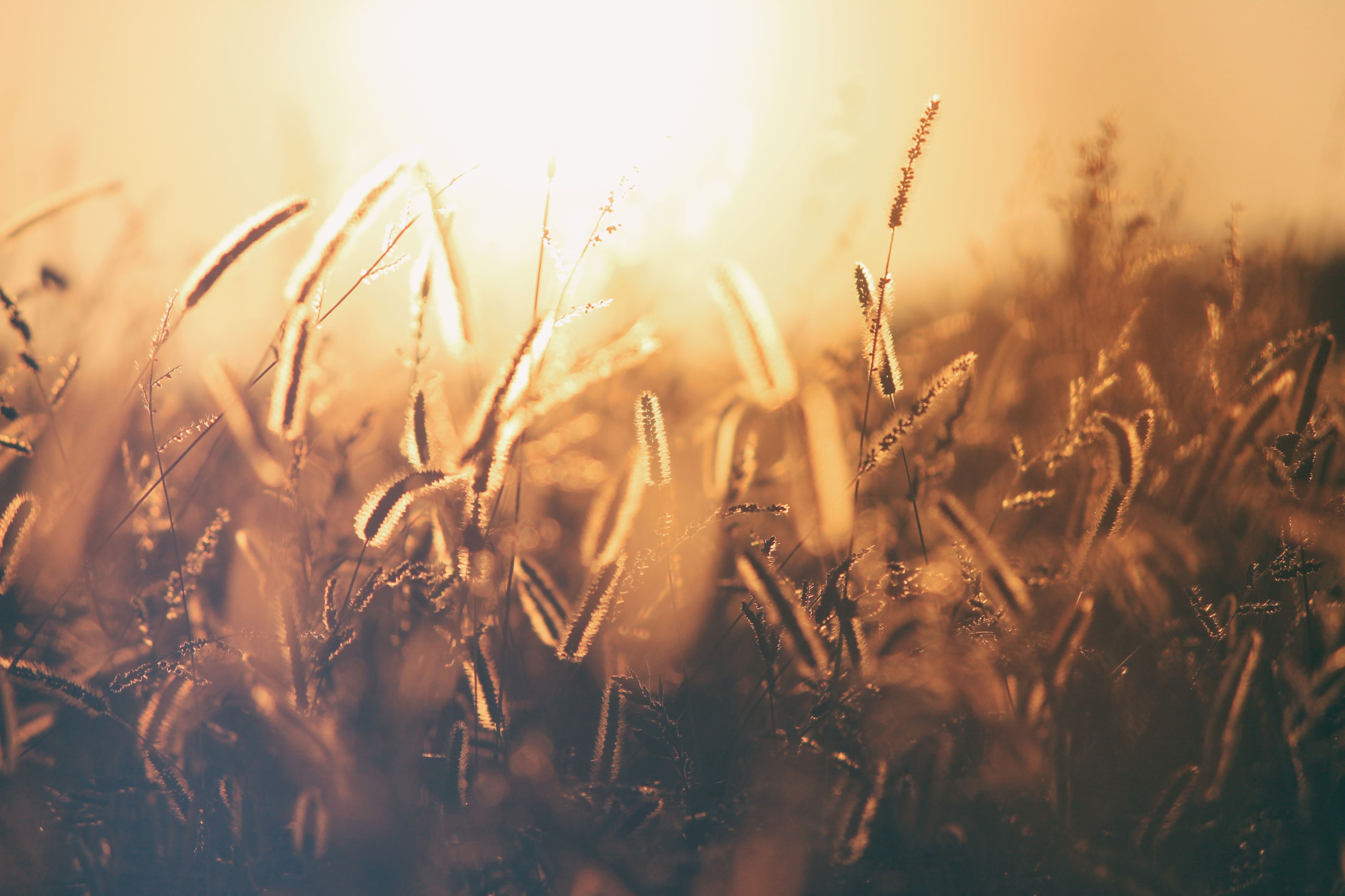 Pray for the Harvest