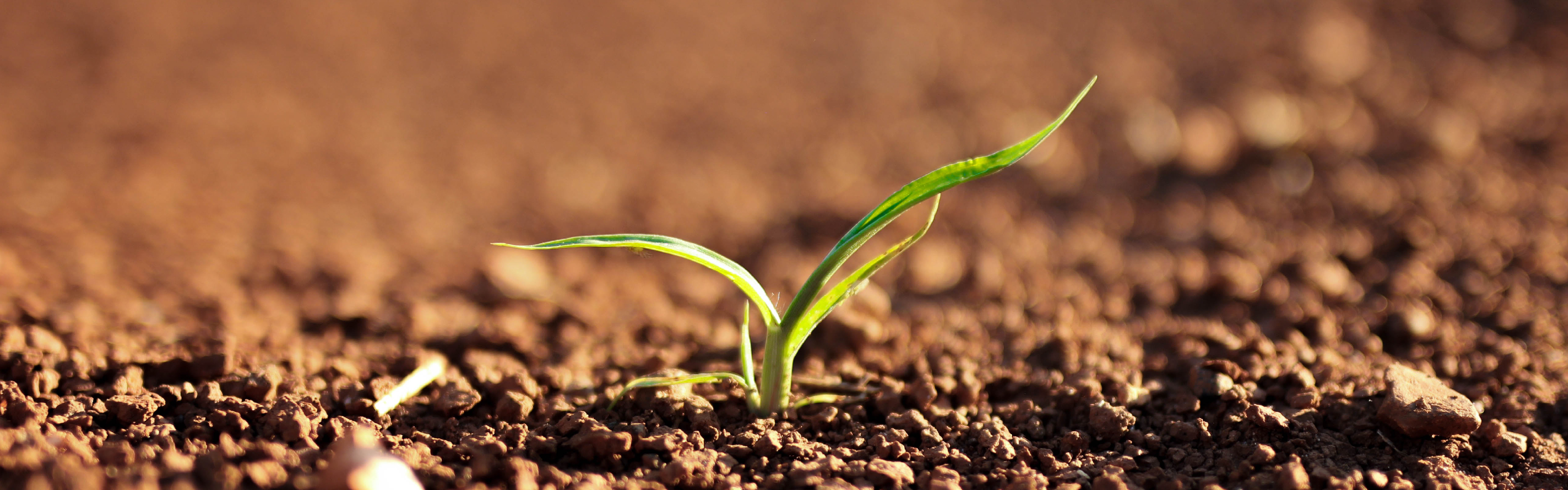 Seeds in the Ground