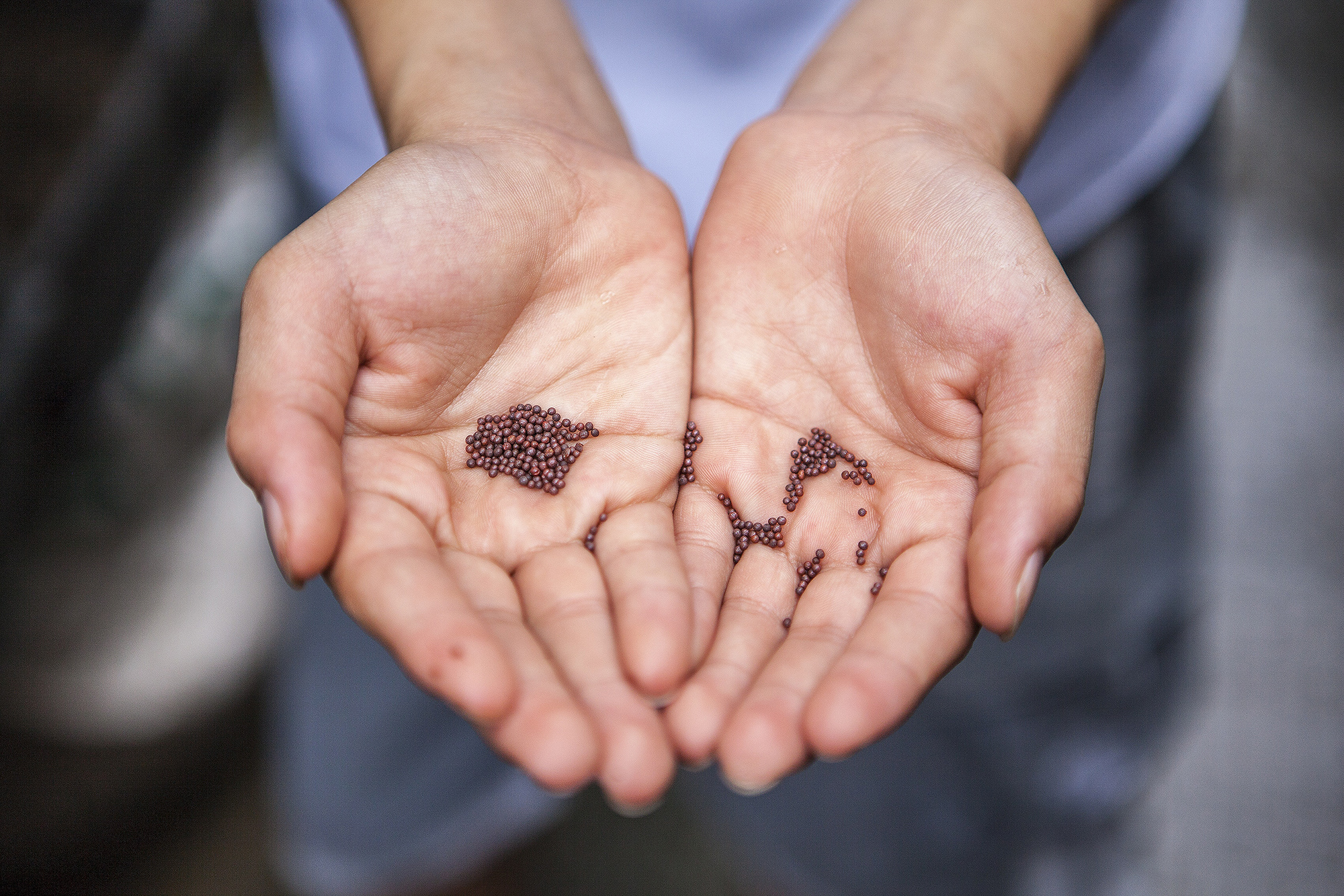 Abundant Seed Sowing and Disciple Making