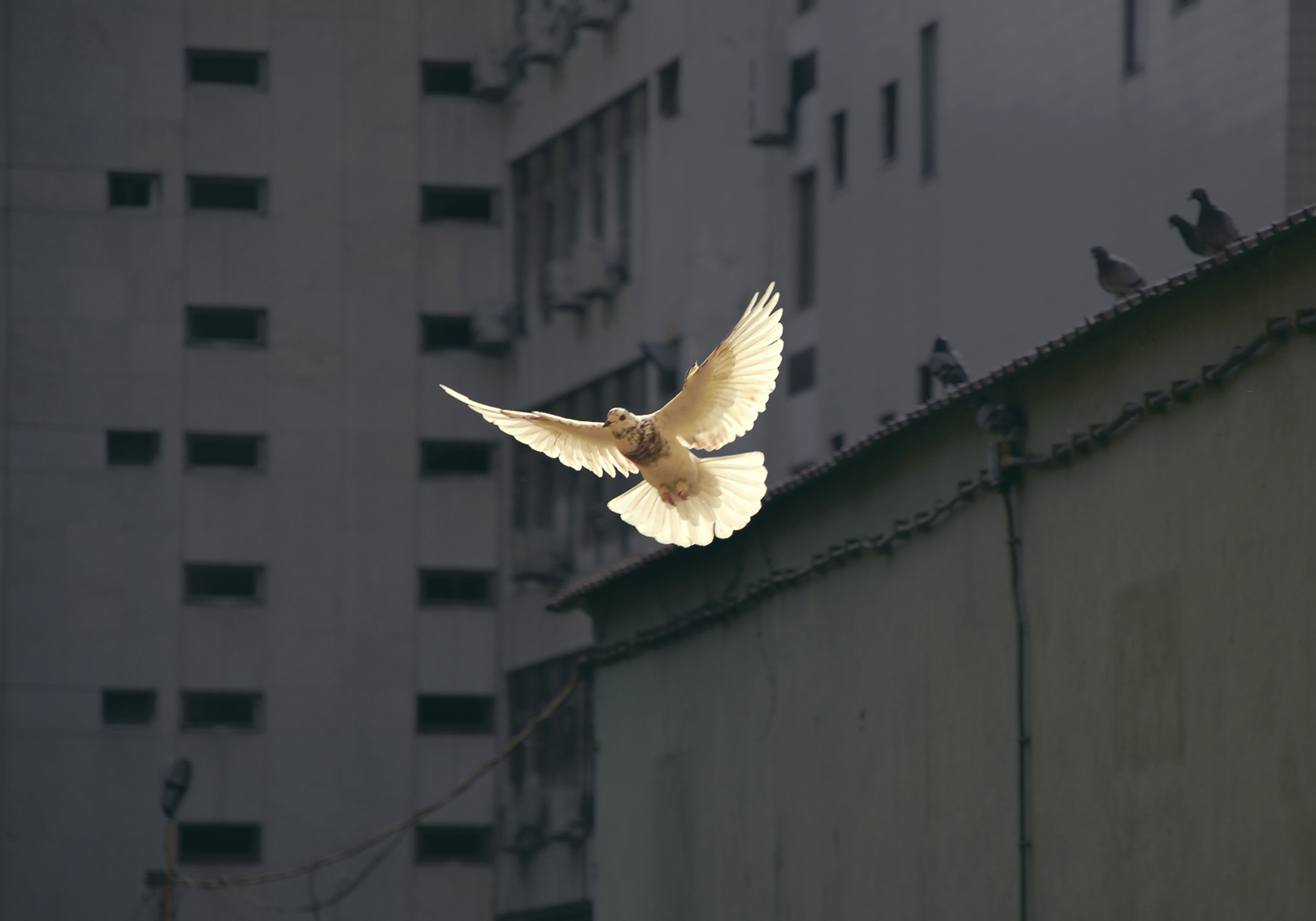 The Search for People of Peace