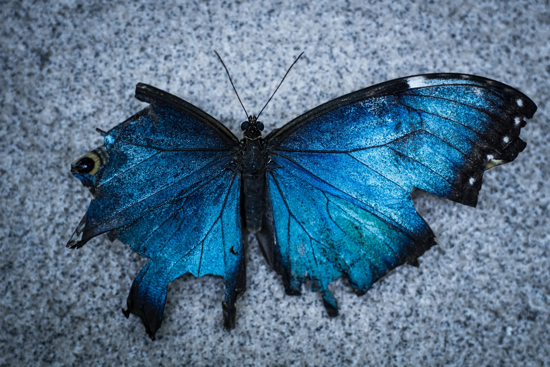 Trauma and the Church