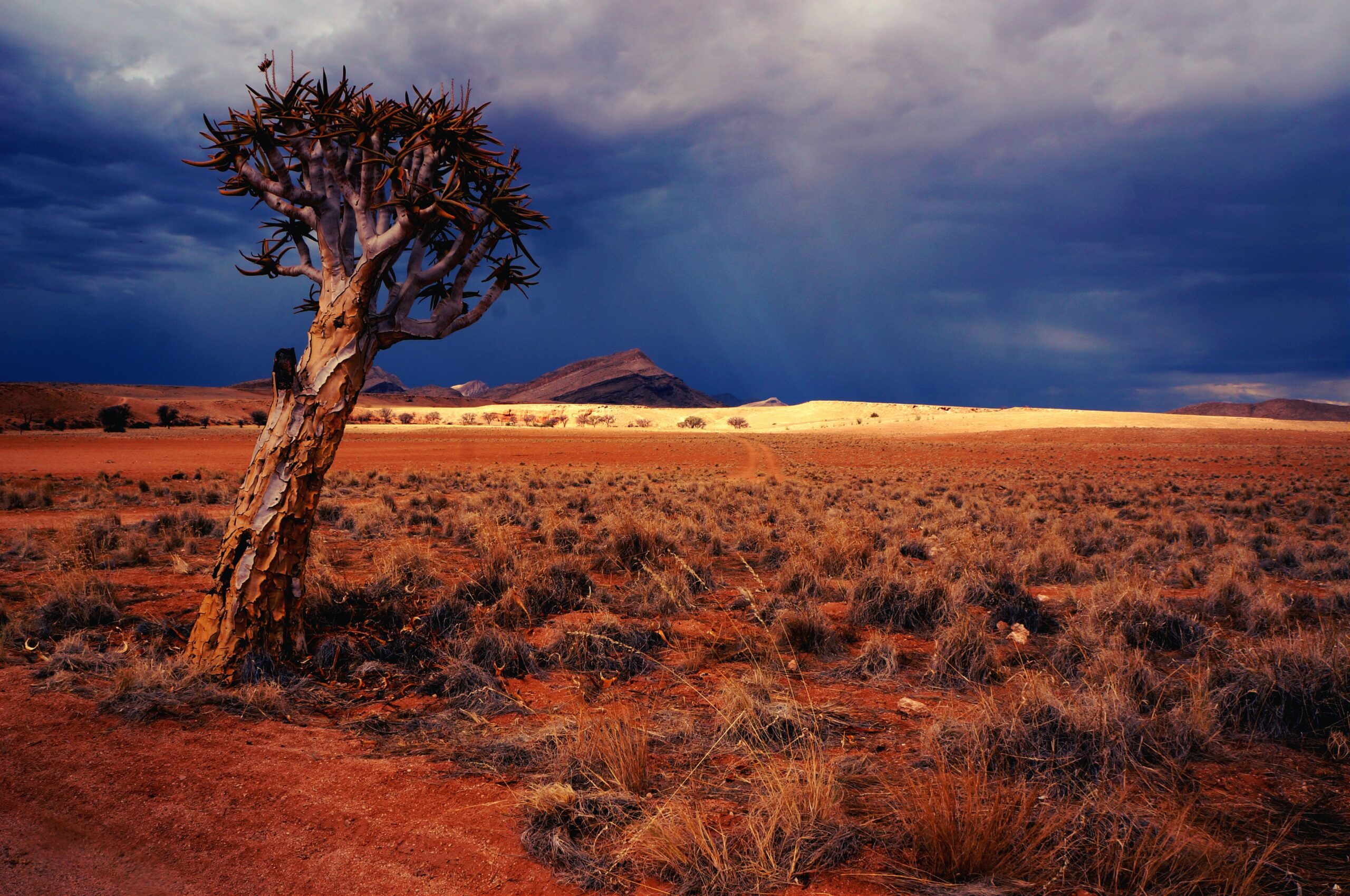 Seeds in the Desert